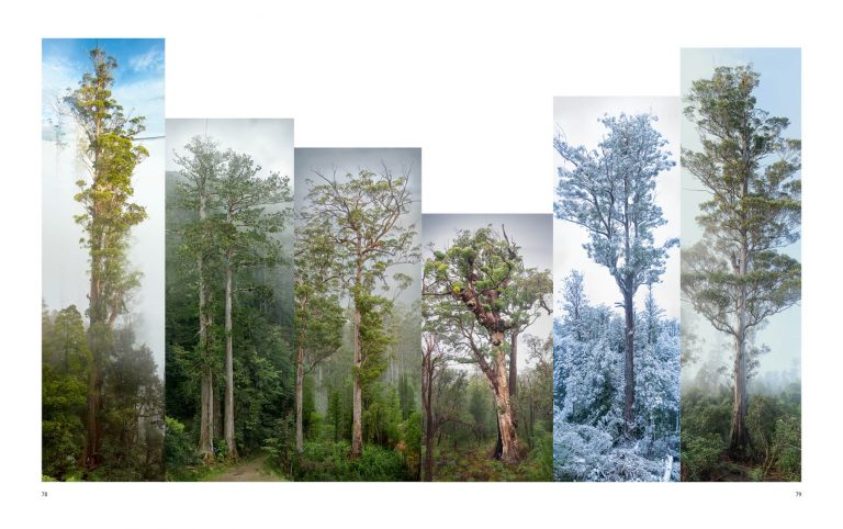 european-photography-117-118-spread-6-The-Tree-Projects.jpg